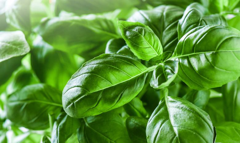 Fresh green basil on a white background