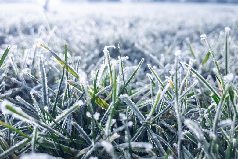 Icy grass