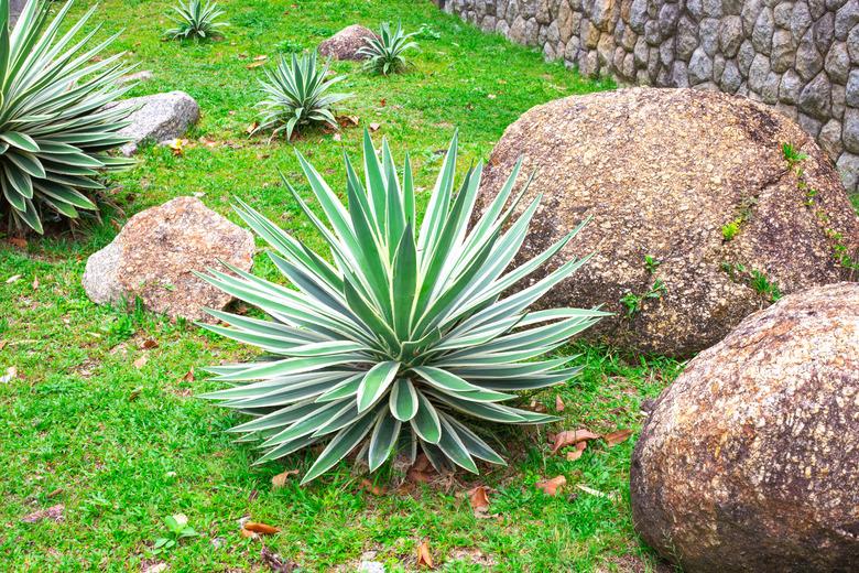 Yucca filamentosa with white veined leaves grows among rocks.