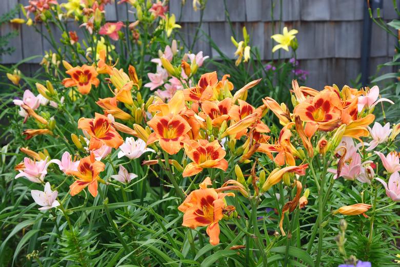 Daylily Garden