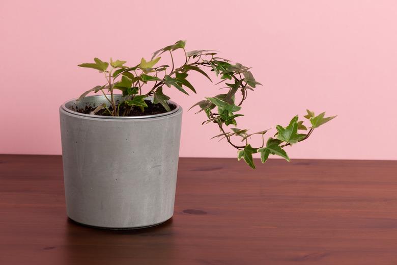 HEDERA HELIX Ivy, Potted plant