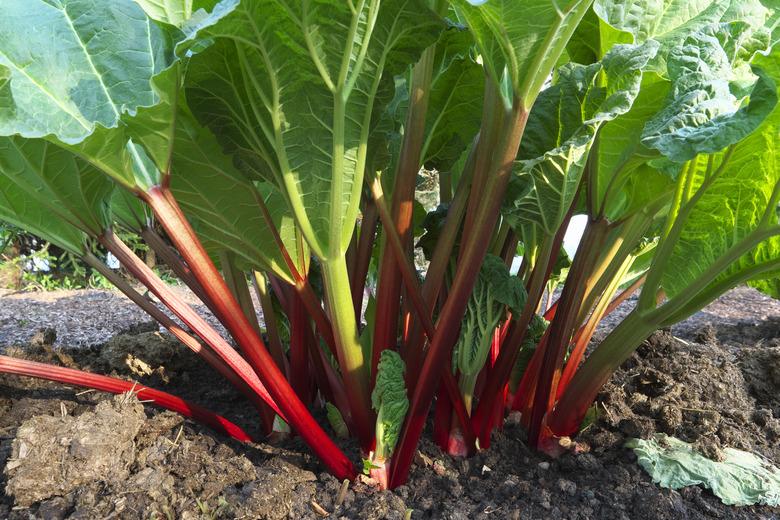 Rhubarb.