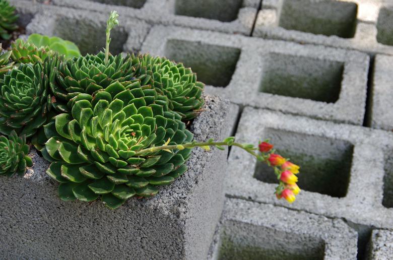 Echeveria succulent plants growing in cinder blocks