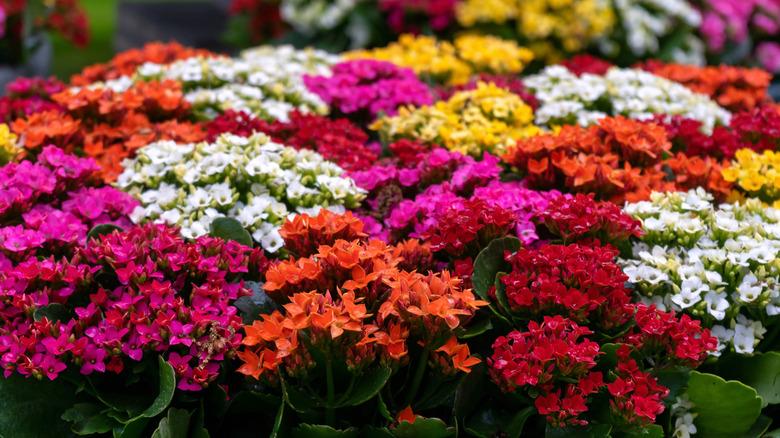 Beautiful Kalanchoe blossfeldiana display with red, orange, pink, yellow, and white flowers.