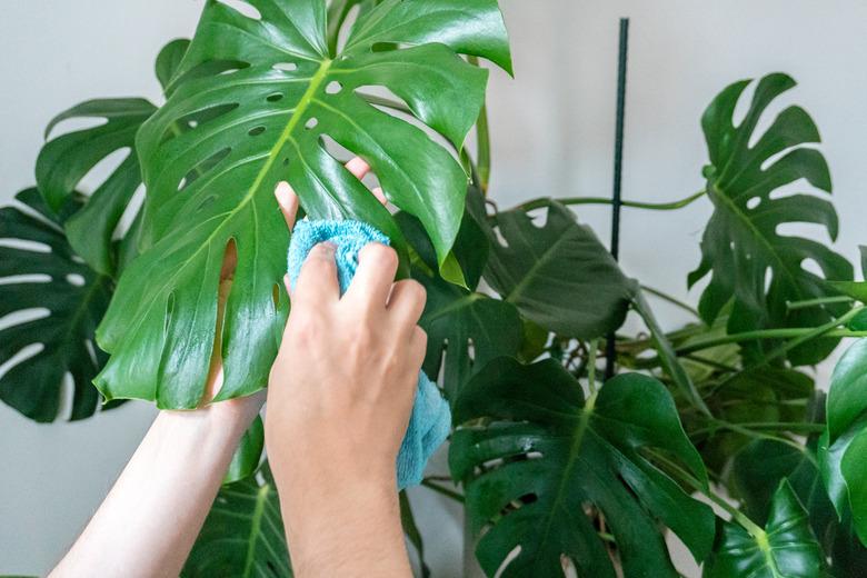 Cleaning a monstera houseplant.