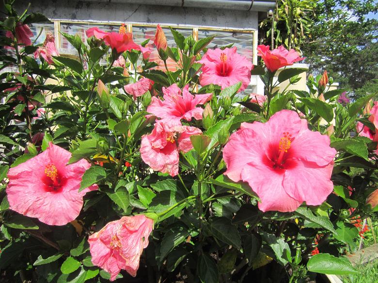 Pink Hibiscus rosa-sinensis flowers on a summer day.