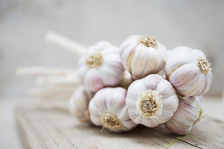 Close up of purple garlic bunch