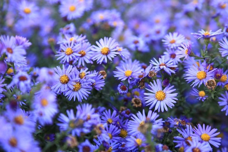 small purple asters wildflowers background