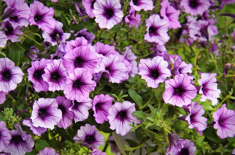 Vivid purple petunia flowers in summer garden