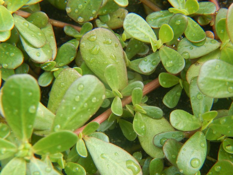 Purslane leaves after rain