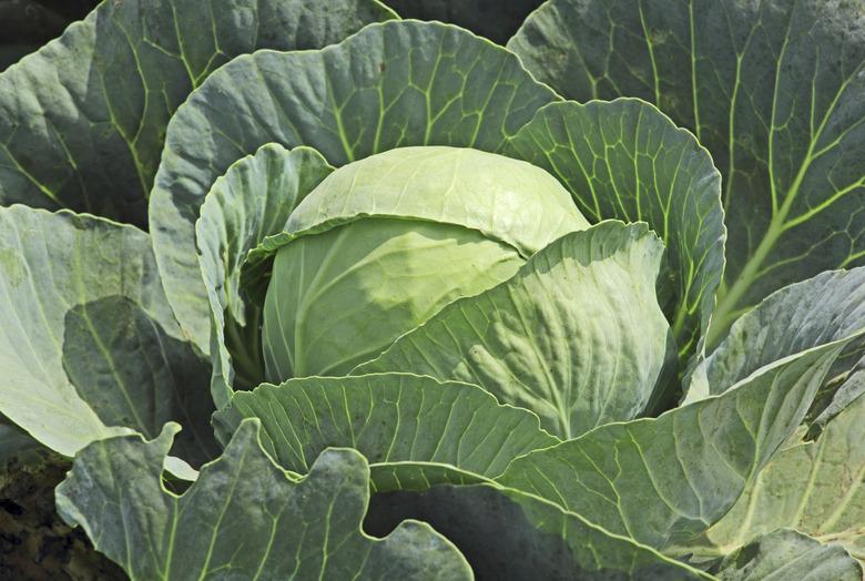 Cabbage growing in a garden.