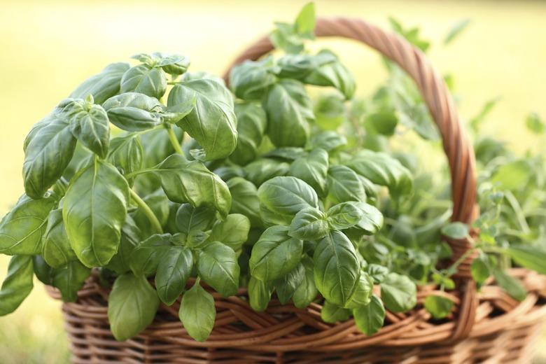 Basket with herbs