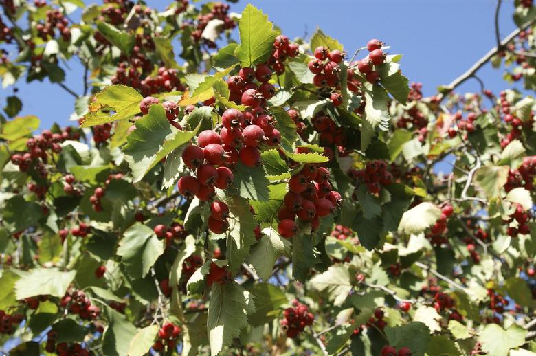 Natural fruit ripe on the branches of hawthorn