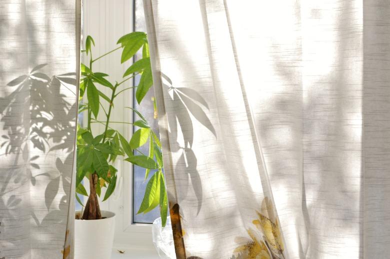 Money Tree Plant on Window Sill