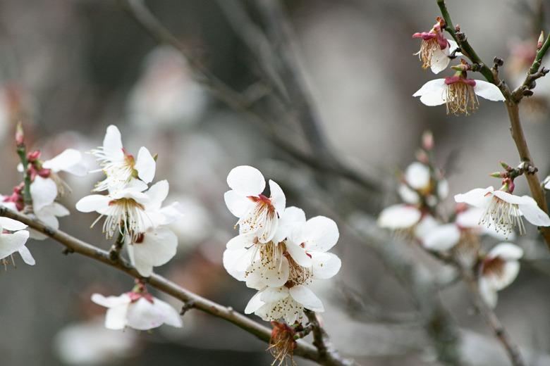 cherry tree