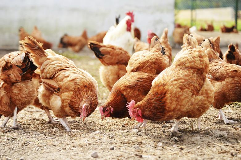 Chickens on traditional free range poultry farm