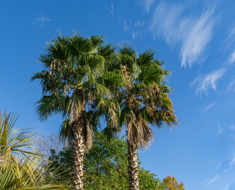 Two beautiful palm tree Washingtonia filifera, commonly known as California fan palm in Sochi. Luxury leaves with threads on blue sky background