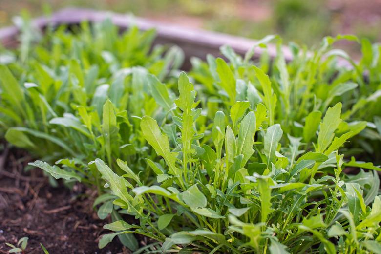 Green young organic arugula grows on a bed in the ground