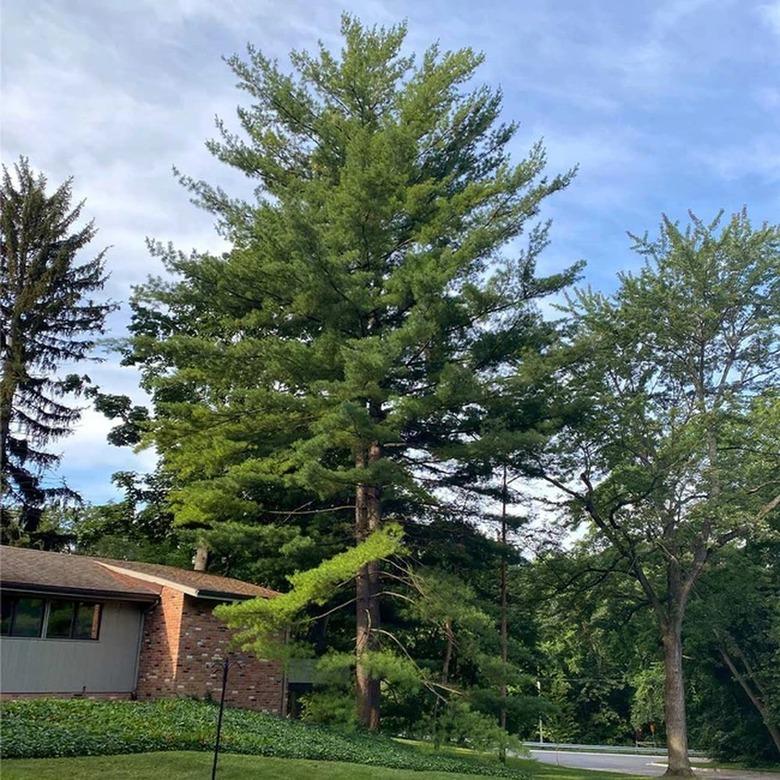 An Eastern white pine tree in a suburban yard