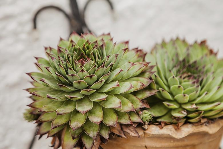 Sempervivum calcareum 