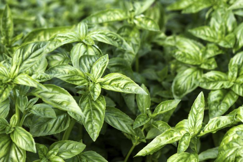 Basil background