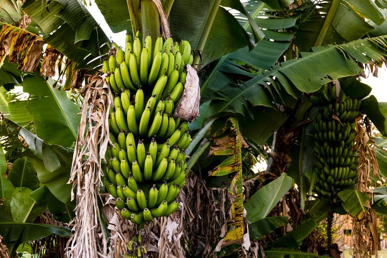 Banana tree with bunch of growing ripe green bananas, plantation rain-forest background