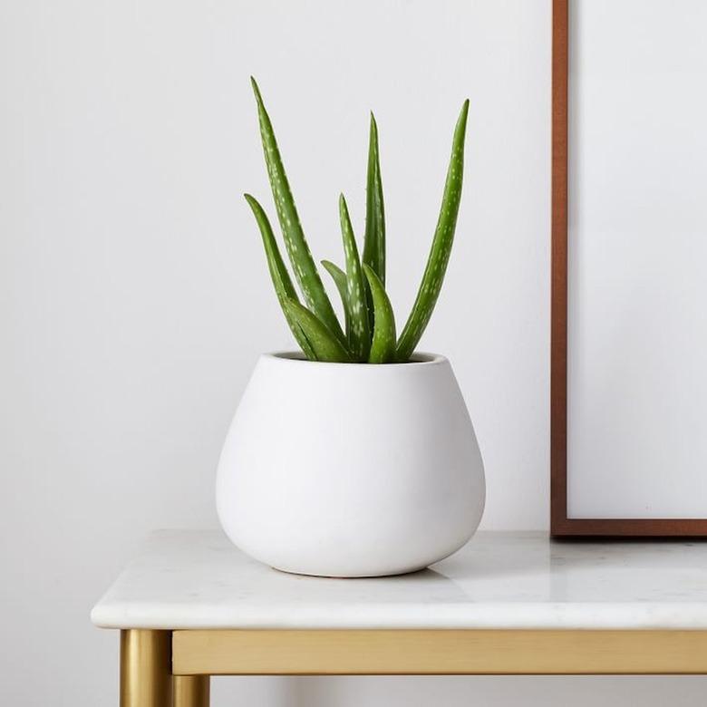 Aloe Vera Plant in white planter