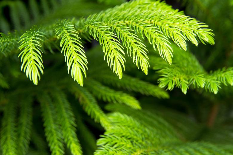 araucaria heterophylla green background