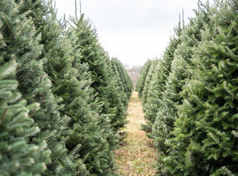 Christmas Tree Farm