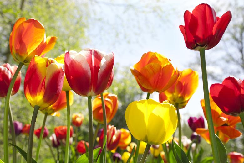 Tulip (Tulipa gesneriana) garden