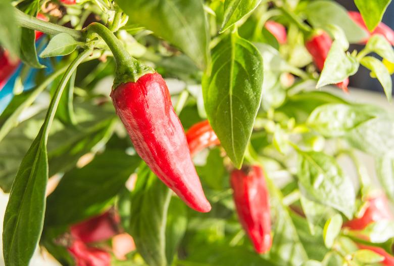 Hot chili plant with red fruits.