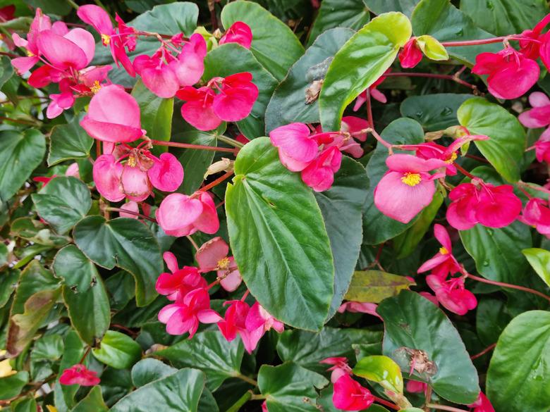 Red Wax Begonia Flowers (Begonia semperflorens)