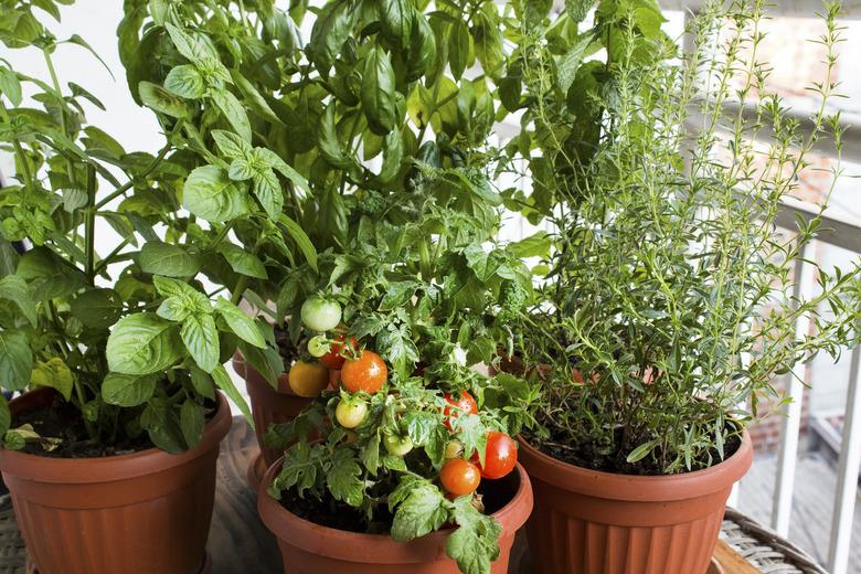 Herbal Garden Potted on Terrace