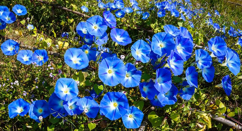 blue flowers of morning glory