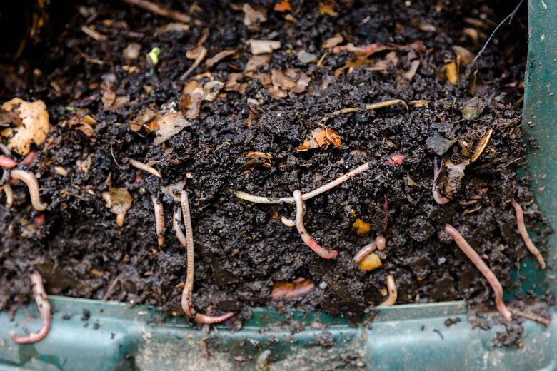 Worms in natural compost in plastic green barrel