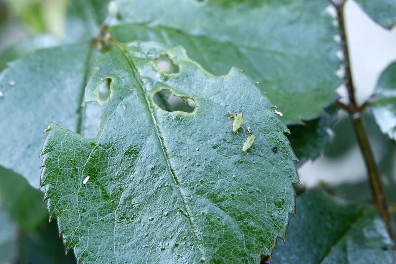 Close-up on a rose attacked by aphids