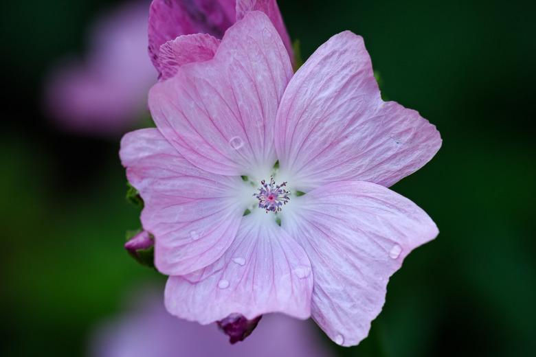 Musk mallow flower closeup.