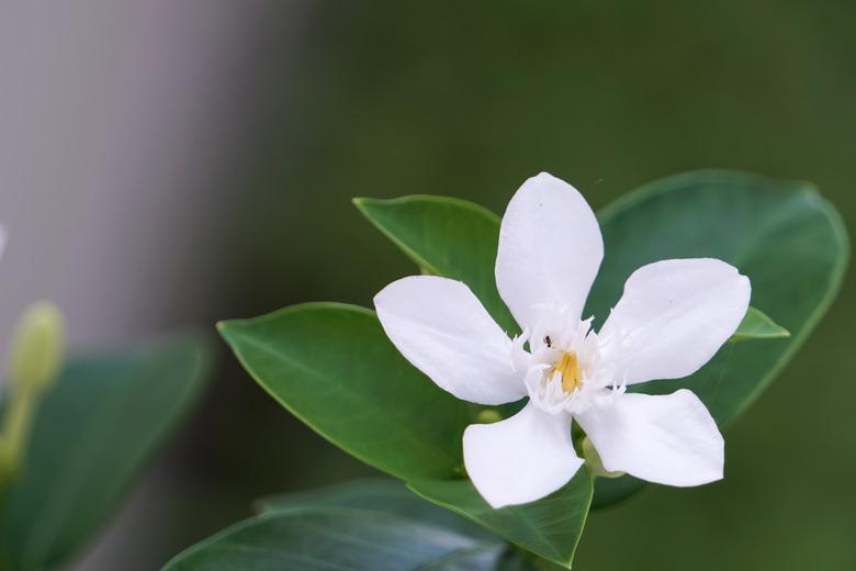 White gardenia flowers blooming in the garden