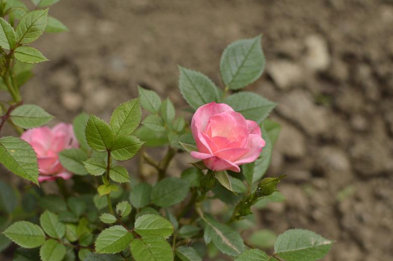 mini pink blooming rose growing in the garden close up