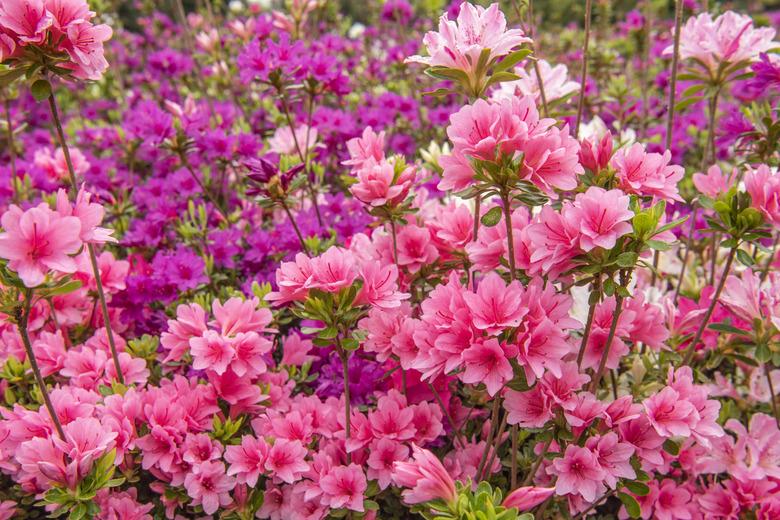 Pink and red azaleas.