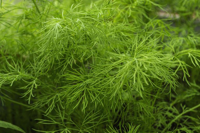 Dill plants