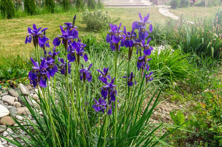 Beautiful blue Iris flower in the garden at sunset. Close up