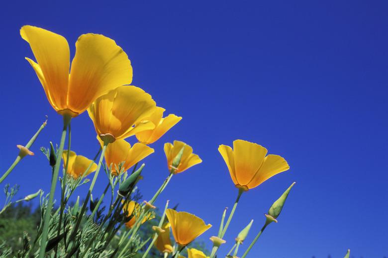 Low angle view of California Golden Poppies, Oregon, USA (Eschscholzia californica)