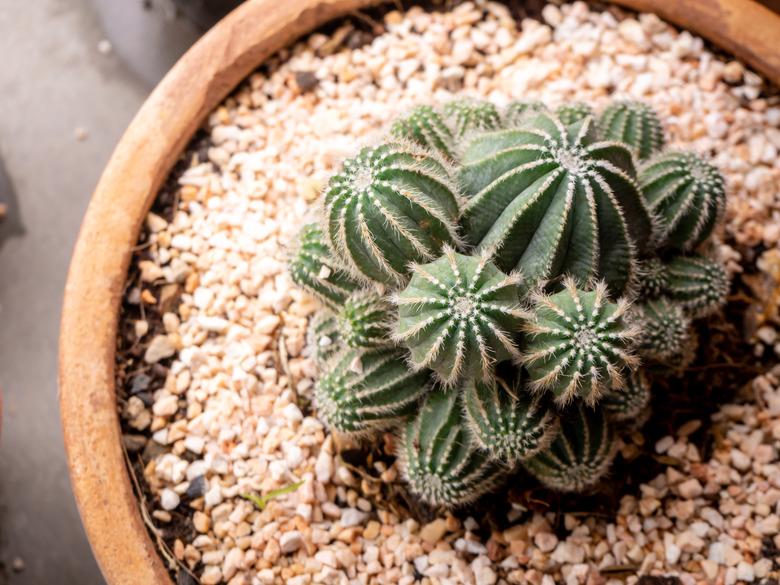 Top view small green cactus plant in pot