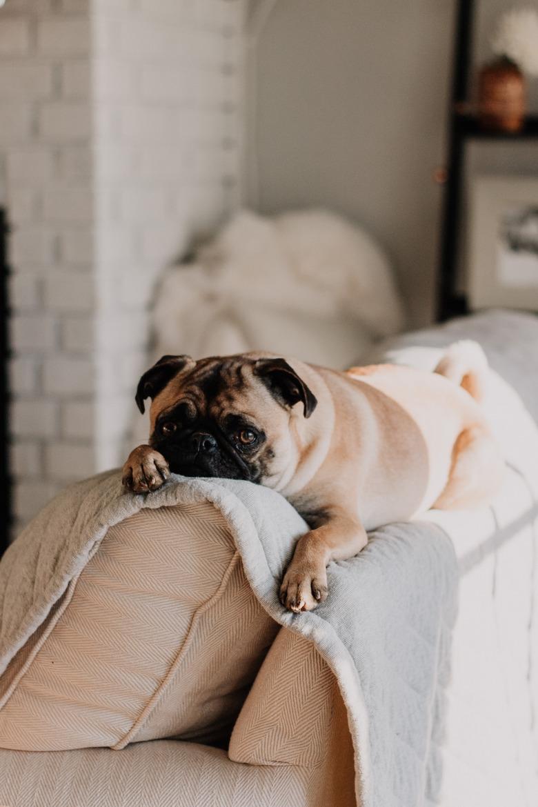 dog lying on the sofa