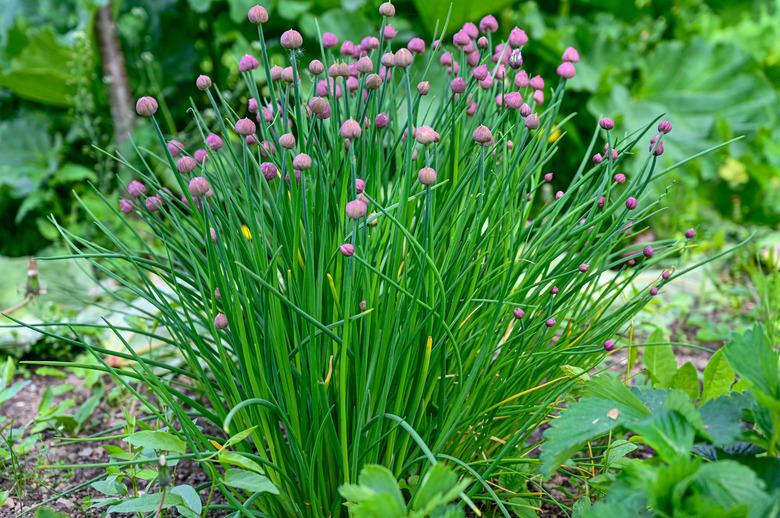 chives growing in a garden in Sweden