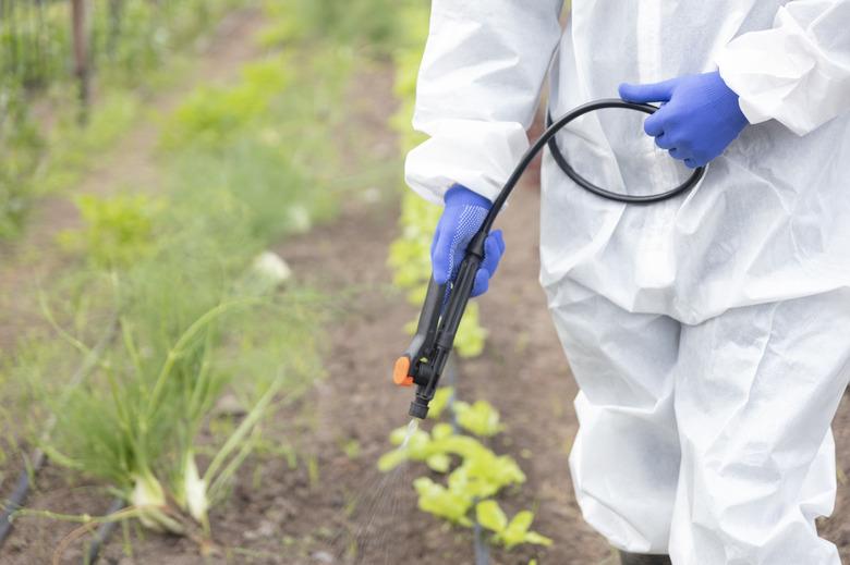 Spraying vegetable garden.