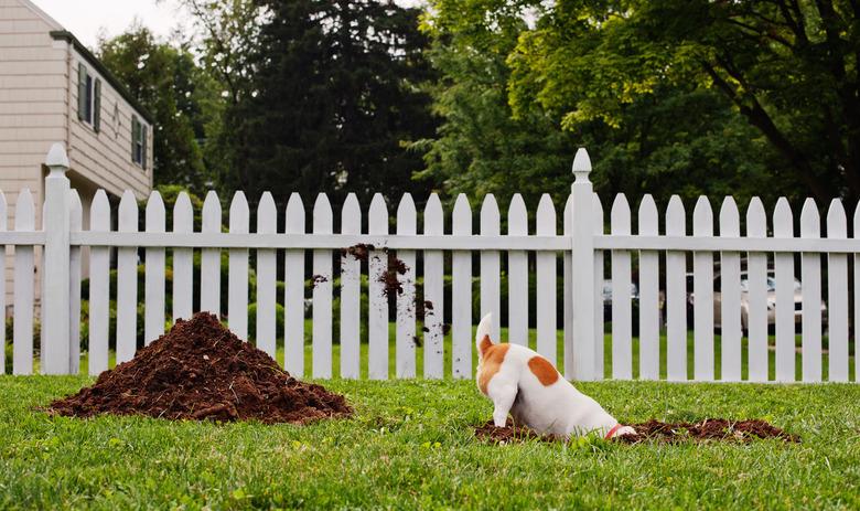 Dog digging hole in front yard