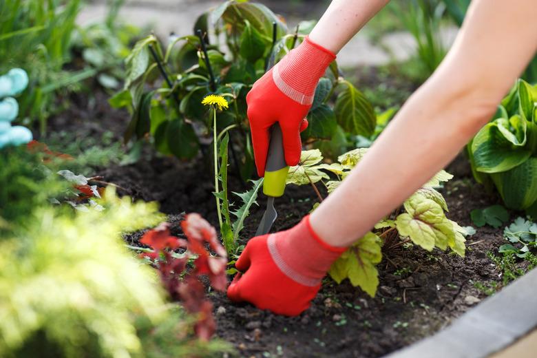 Photo of gloved woman hand holding weed and tool removing it from soil.