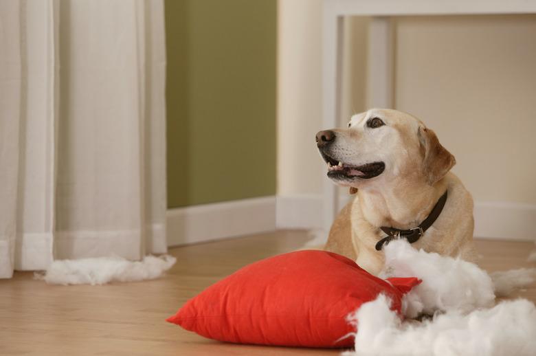 Dog tearing stuffing out of a pillow